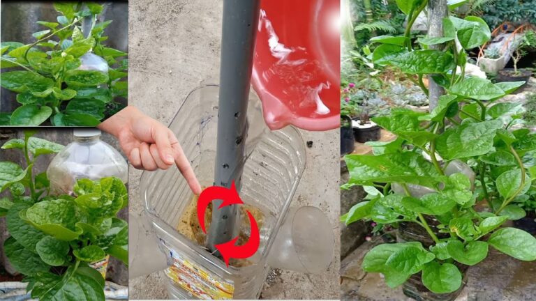 Scopri 5 semplici trucchi per coltivare spinaci rigogliosi in alta quota!