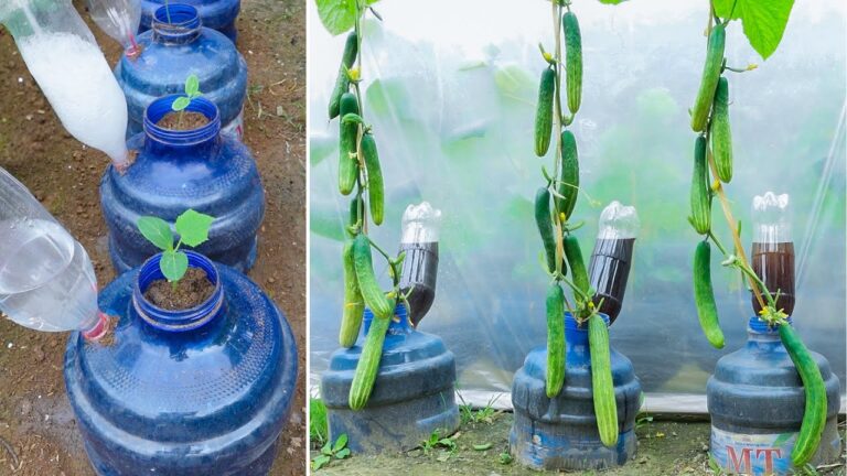 5 Passi per Coltivare Cetrioli in Verticale con Bottiglie di Plastica!