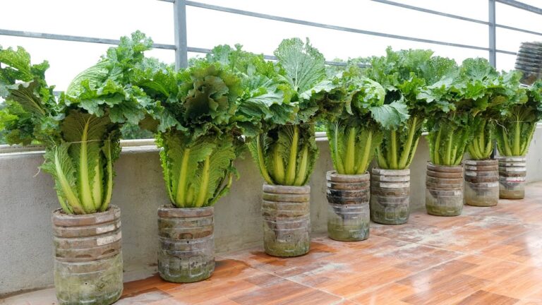 5 metodi geniali per coltivare verdure senza sforzo e senza annaffiare!