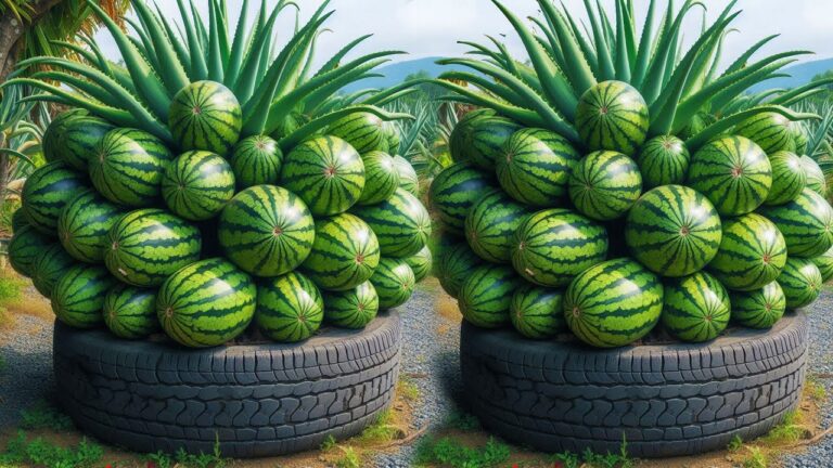 Scopri 5 passi per innestare l’anguria con aloe vera e ottenere frutti straordinari!